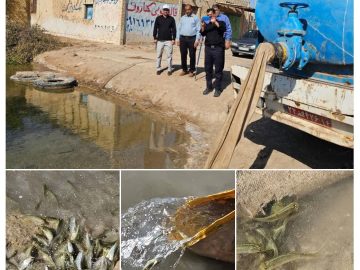 مرحله سوم رهاسازی ۱۰۰ هزار بچه ماهی در تالاب بین المللی شادگان اجرا شد