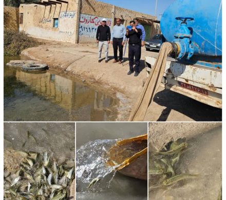 مرحله سوم رهاسازی ۱۰۰ هزار بچه ماهی در تالاب بین المللی شادگان اجرا شد
